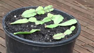 How to Propagate Christmas Cactus Cuttings Epiphyllum or Zygocactus [upl. by Adneram]