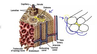 Microscopic Structure of Bone [upl. by Arria]