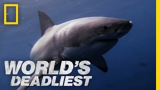 Great White Shark vs Seal  Worlds Deadliest [upl. by Derdle567]