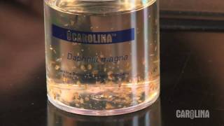 How to Care for Daphnia [upl. by Eenttirb]