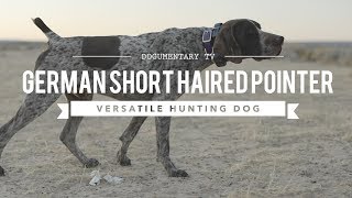 ALL ABOUT GERMAN SHORTHAIRED POINTERS VERSATILE HUNTER [upl. by Robison]