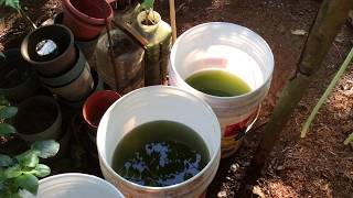 How to grow Green Water Algae [upl. by Aimek]