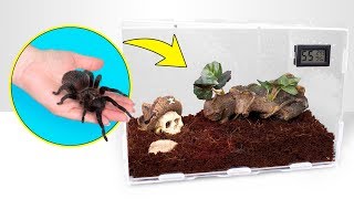 Tarantula Interesting Facts [upl. by Perkins]