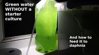 Green Water WITHOUT a Starter Culture  From Scratch  How To [upl. by Kerin343]