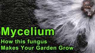 Mycelium and Your Back To Eden Garden [upl. by Archangel347]