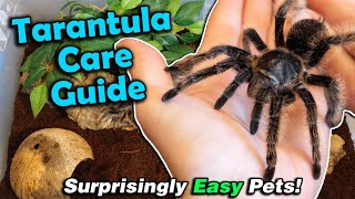 How to Care for Tarantulas [upl. by Nirda371]