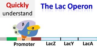 The Lac operon  Regulation of gene expression [upl. by Anselmi989]