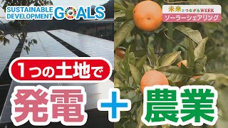 未来とつながるWEEK「発電＋農業＝ソーラーシェアリング」 [upl. by Enogitna]