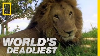 Lion vs Lion  Worlds Deadliest [upl. by Amethist]