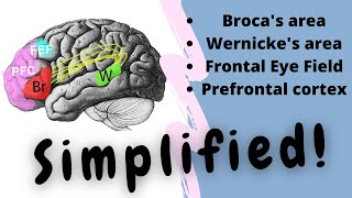 Brocas area  Wernickes area  Language  FEF  Dr Doris  Air Anatomy [upl. by Iba]