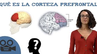 Corteza prefrontal  Funciones y teoría [upl. by Lam]