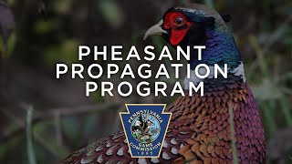 Pheasant Propagation Program  Through the Year [upl. by Vyner250]