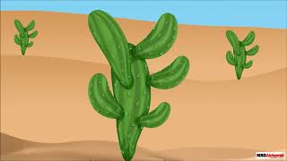 Adaptations in Plants  Plants Adapted to Deserts  Class 4 Science [upl. by Yauqram600]