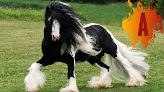 10 Most Beautiful Horse Breeds In The World [upl. by Schatz]