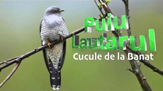 Mama Cucule de la Banat  Puiu Lautarul Mai tare ca Florin Salam [upl. by Fantasia]