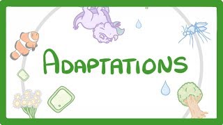 GCSE Biology  Adaptations 79 [upl. by Peace826]