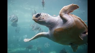 Facts The Loggerhead Sea Turtle [upl. by Shawnee]