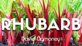 How to Grow and Harvest Rhubarb [upl. by Gans]