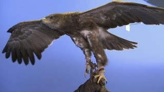 How does an eagle fly  Deadly 60  Series 2  BBC [upl. by Nyrhtakyram]