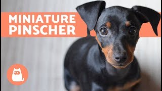 Miniature Pinscher – Characteristics Care and Training [upl. by Maon]