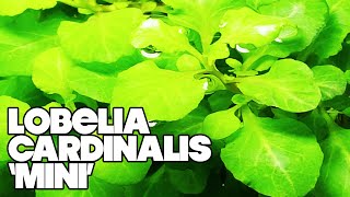 Lobelia Cardinalis Mini  3 Gallon Planted Tank [upl. by Airak]