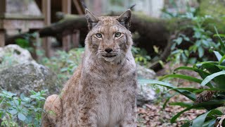 Lynx VS Bobcat  FAQ Friday [upl. by Dalton]