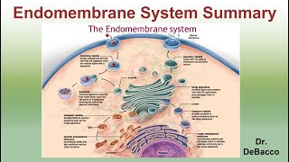 Endomembrane System Summary [upl. by Hannazus844]