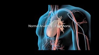 Pulmonary surfactant secretion  3D medical animation [upl. by Yziar406]