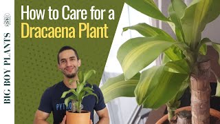 How to Care for a Dracaena Plant [upl. by Bethanne995]