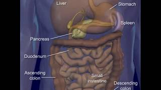 Vein Circulation quotHepatic Portal Circulationquot Liver Blood Flow [upl. by Arem]