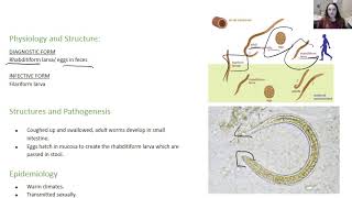 Strongyloides stercoralis [upl. by Eldrid]