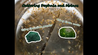 How To Culture Daphnia and Moinas using Green Water Spirulina powder [upl. by Simmonds]