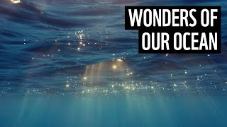 Amazing facts about our ocean  WWF [upl. by Anomas]