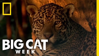 Learn About the Jaguar  Big Cat Week [upl. by Nittirb]