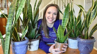 Snake Plant Care  Sanseveria Care Guide Light Water Temperature Propagation Problems [upl. by Adnohsak]