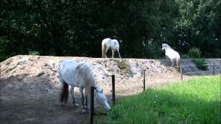 On The Right Track  Horses living in paddock paradise [upl. by Emarie]