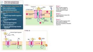 Cell and Molecular Biology Protein Insertion into the ER Membrane [upl. by Xer]