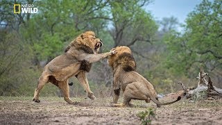 African Lions  National Geographic Documentary [upl. by Rebmetpes]