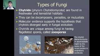 Introduction to Fungi [upl. by Atsahc]