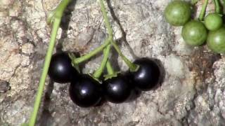 Edible Plants Black nightshade [upl. by Nnayllehs]