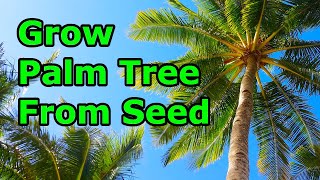 How to Grow Palm Trees from Seeds  THE SIMPLE AND EASY WAY [upl. by Bittencourt]