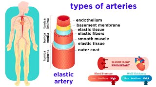 The Circulatory System Part 2 Blood Vessels [upl. by Ocsinarf]