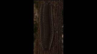 Ancient Earth  Arthropleura [upl. by Aioj588]