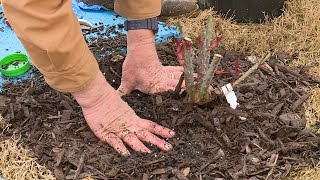 Planting Potted Roses [upl. by Niaz]