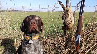 Pheasant Hunting With GSP Puppy [upl. by Fasa]