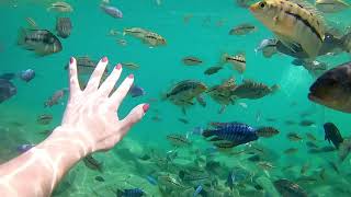 Amazing snorkeling place Lake Malawi [upl. by Demetra260]