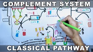 Complement System  Classical Pathway [upl. by Nahtahoj897]