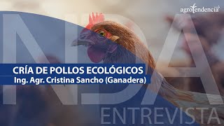 CRÍA DE POLLOS ECOLÓGICOS  Agroemprendimiento  Noticias del Agro [upl. by Aylsworth]