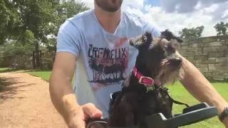 Buddyrider™ Dog Bicycle Seat Overview and Review  Top Tested Dog Bike Carrier [upl. by Nick]