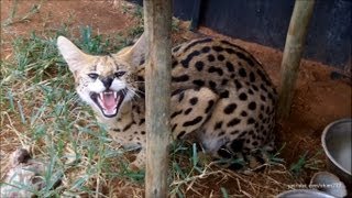 A day with the Servals and Caracals [upl. by Atinel]